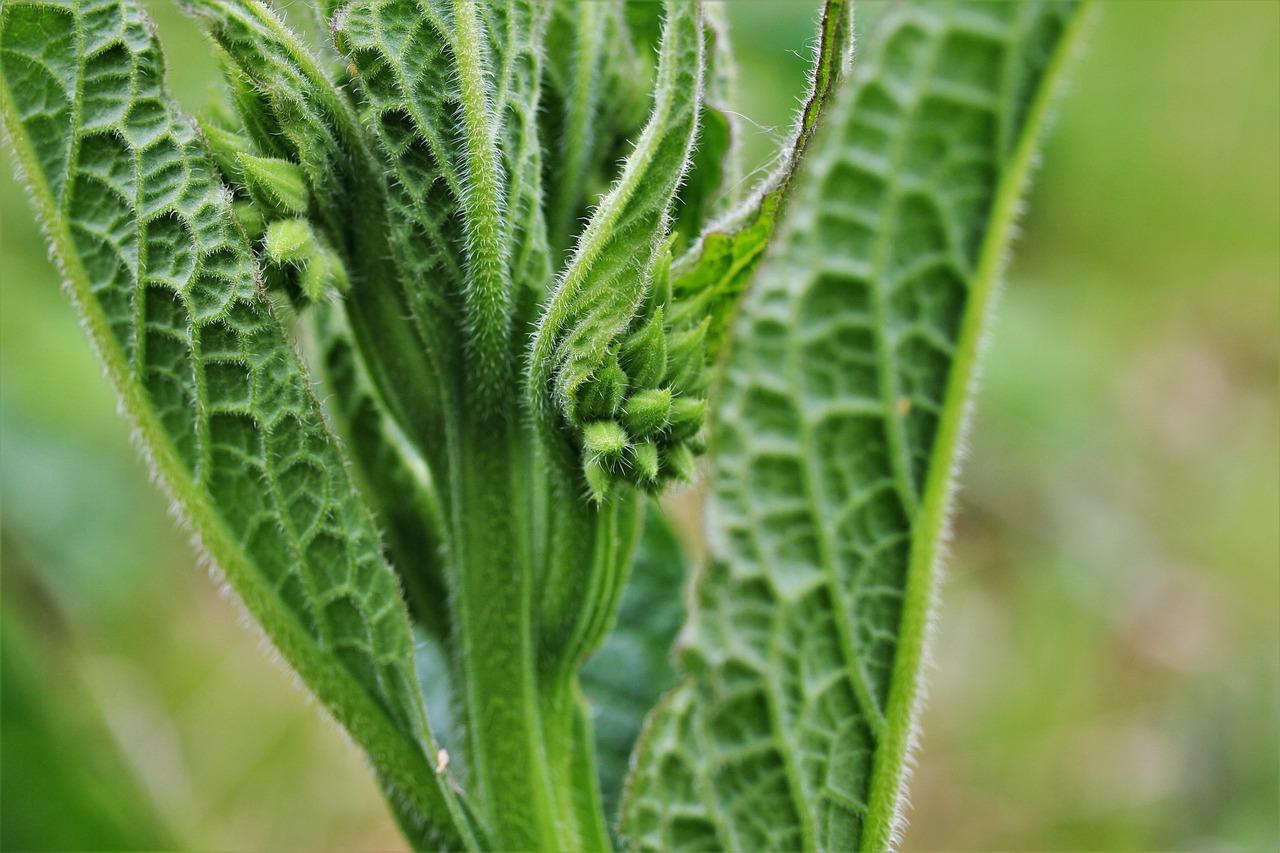 ニキビに悩む女性におすすめの当帰芍薬散の効果とは？