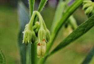 ニキビの背中対策に効果的な清上防風湯とは？