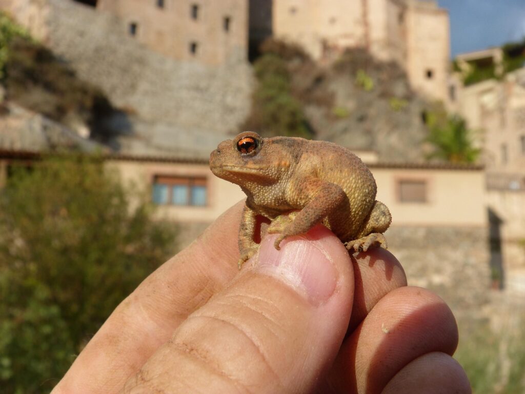 ミントティーは肌荒れに効果的？その理由とは？