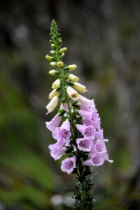 十味敗毒湯はニキビ跡に効果的なのか？