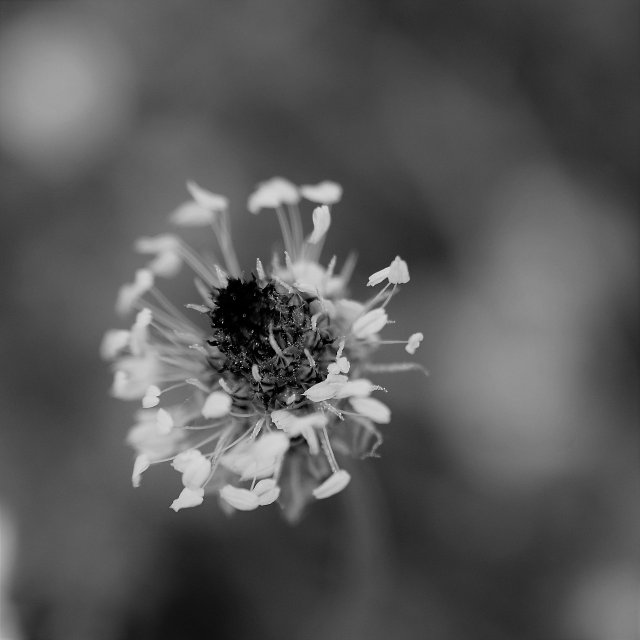 ニキビに効果的な抗炎症食材の一覧は？